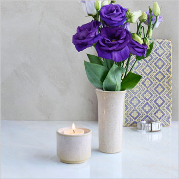 Tulipa-witgemarmerd-2